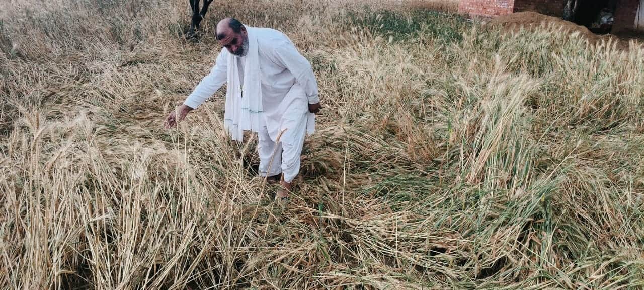 ओलावृष्टि व बारिश से फसल में हुआ नुकसान दिखाता किसान। 