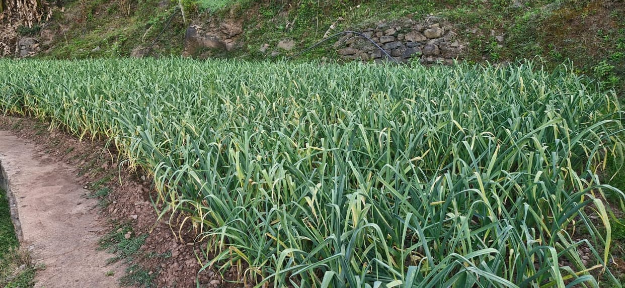 kanal bant diseases in wheat crops
