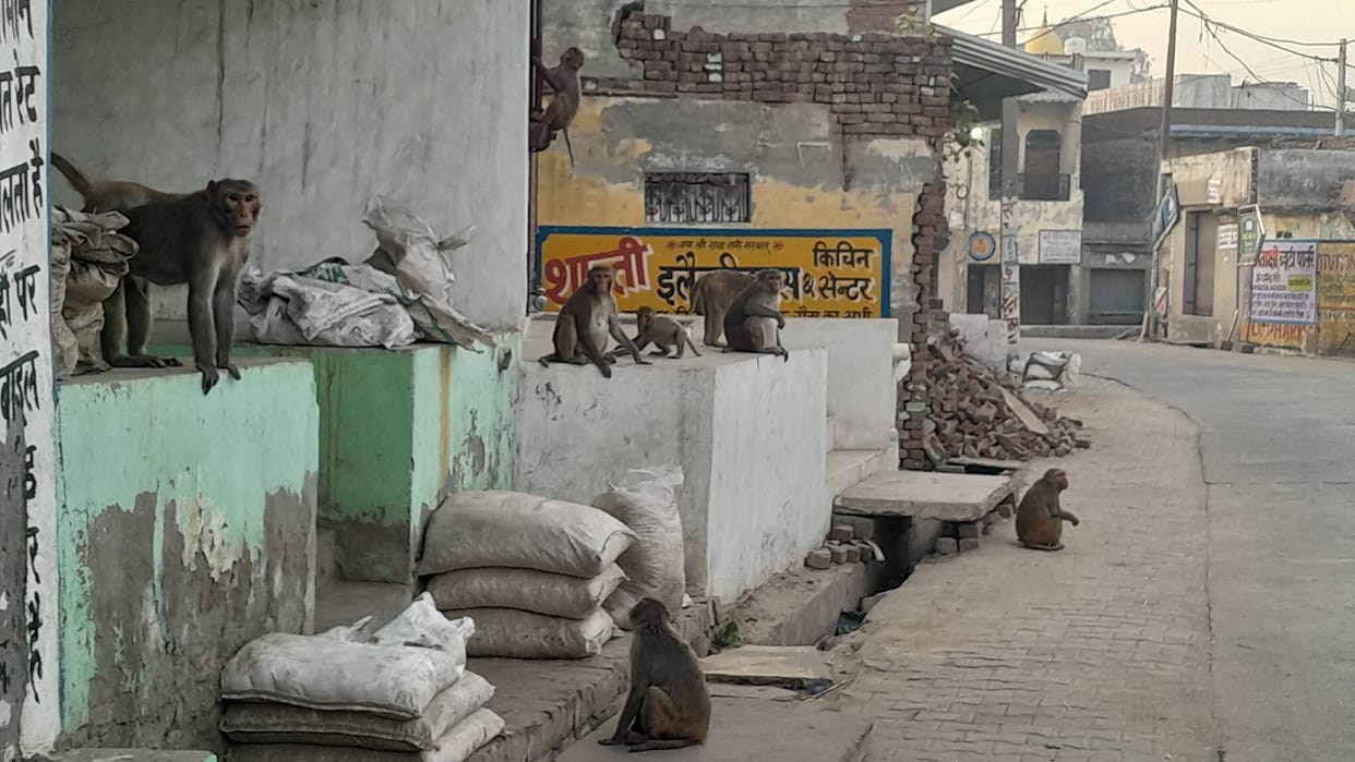 People of Madha Habibpur are scared due to the terror of monkeys.