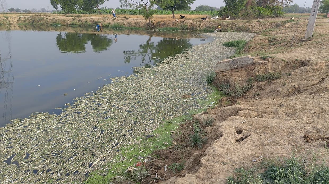 Fish died in the pond, causing loss of lakhs