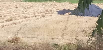 Rain and Hailstorm Inflict 16 Crore Loss on Over 24,000 Farmers