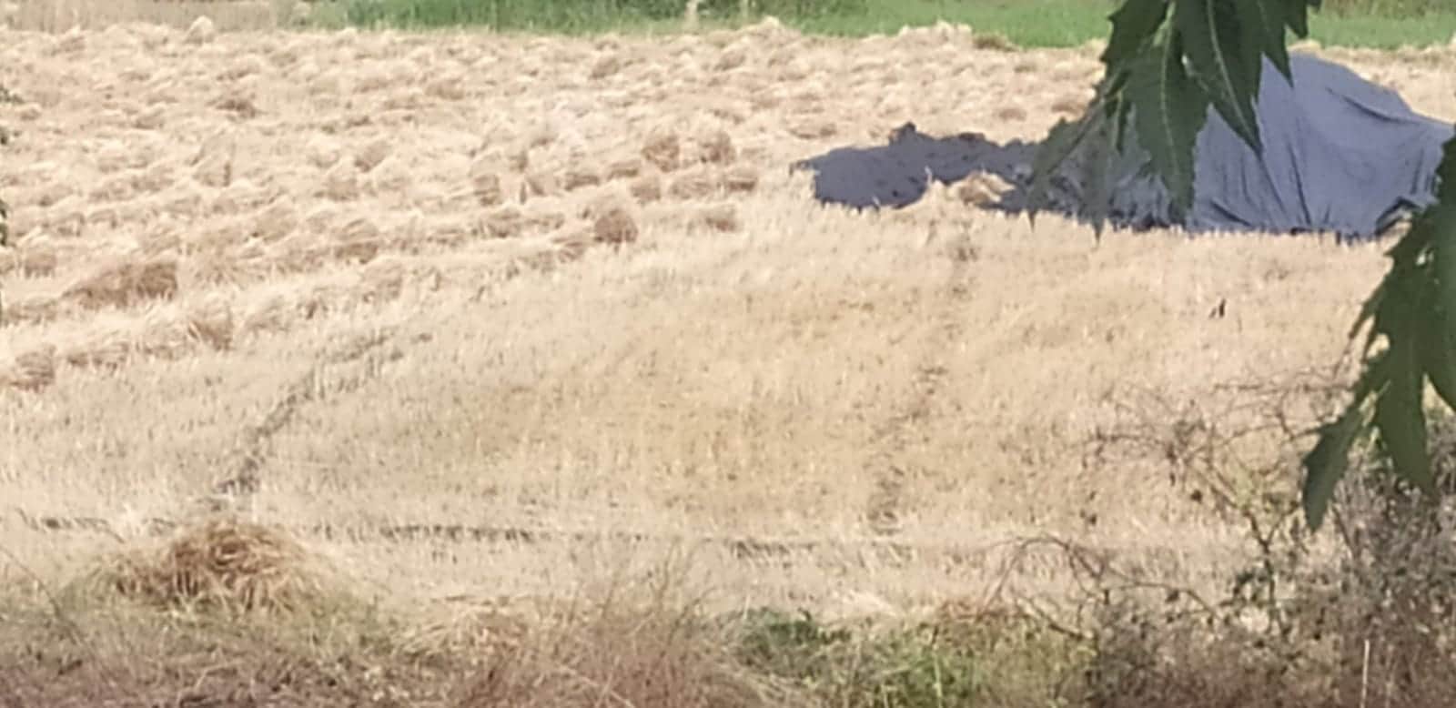 बारिश और ओलावृष्टि ने किसानों की मेहनत पर पानी फेर दिया।