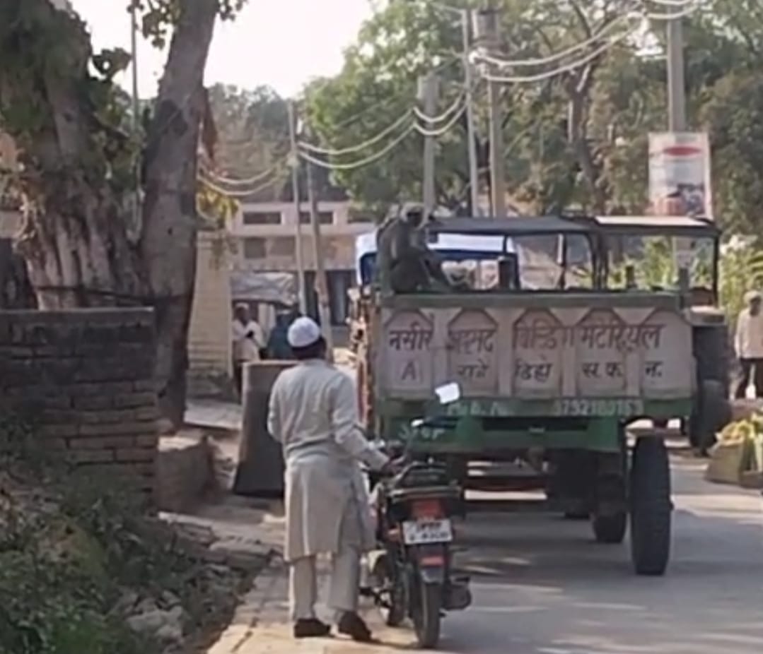 Langur Menace: Tractor Driver Terrified