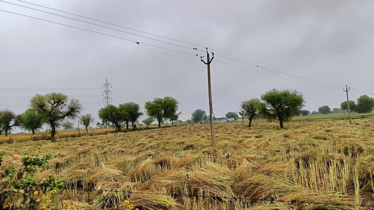 Crops may suffer up to 15% damage due to rain and hailstorm