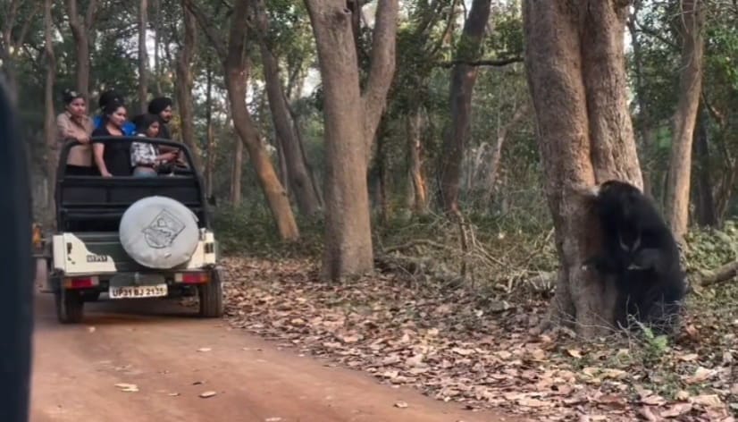 Tourists thrilled to see the bear's acrobatics