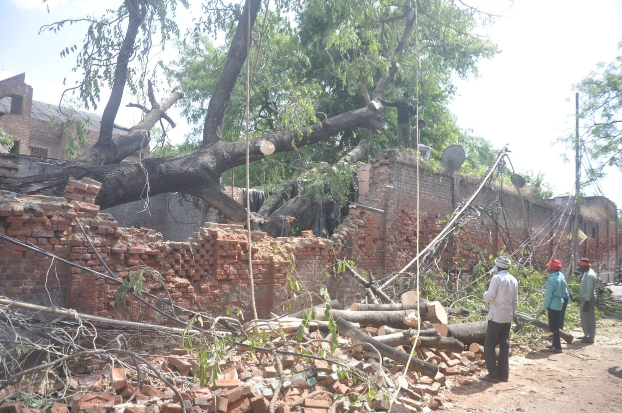 50-year-old tree falls on hut, four injured