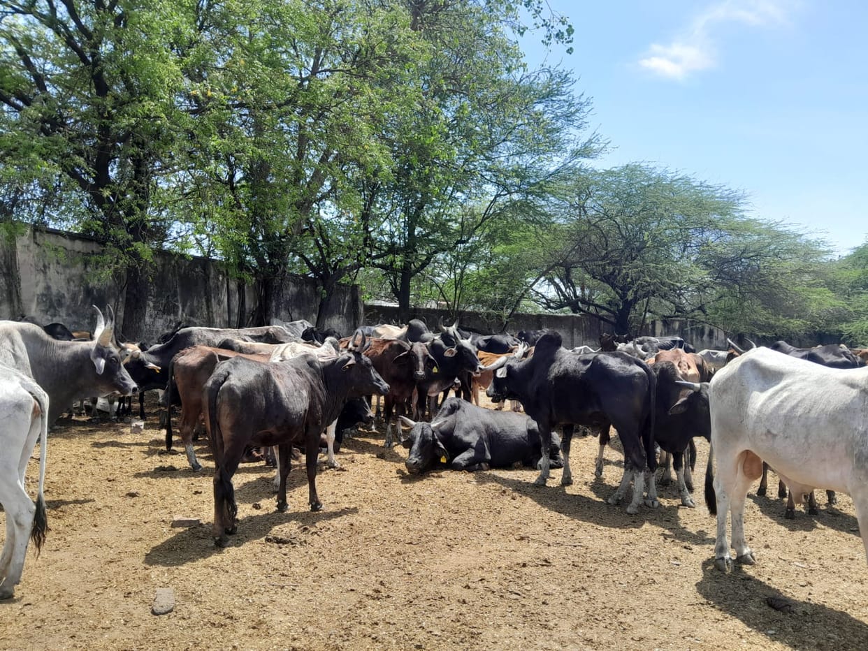 God provides shade to 750 cattle, farmers provide fodder on credit