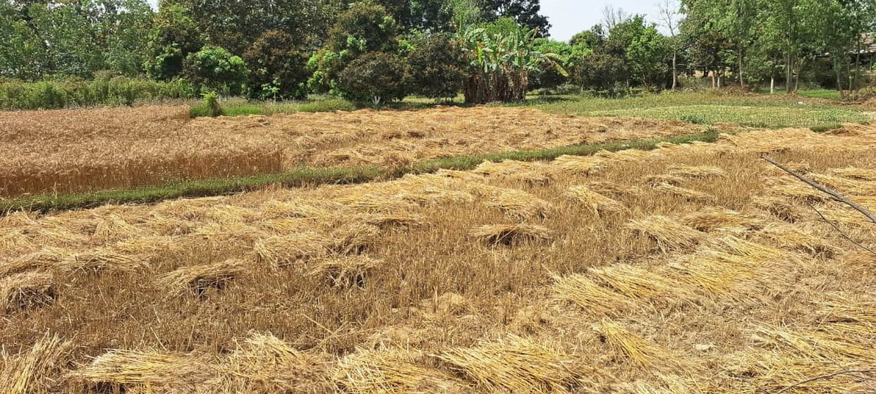 Thunderstorms and showers in the Terai region