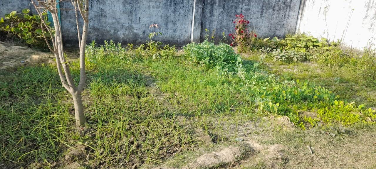 बलरामपुर के कंपोजिट विद्यालय हिंडुलीकला में स्थापित किचन गार्डेन ।-संवाद