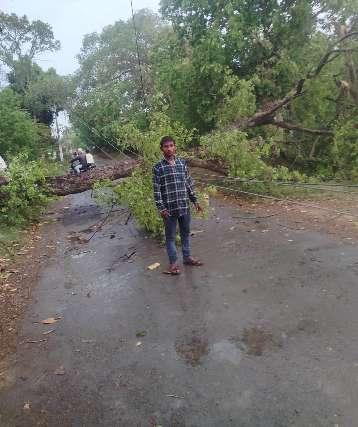 बरमोहनी में बिजली के तार पर गिरा शीशम का पेड़। संवाद