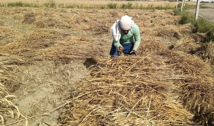 Wheat Harvesting Halted by Rain; Farmers Now Busy Drying Soaked Crops