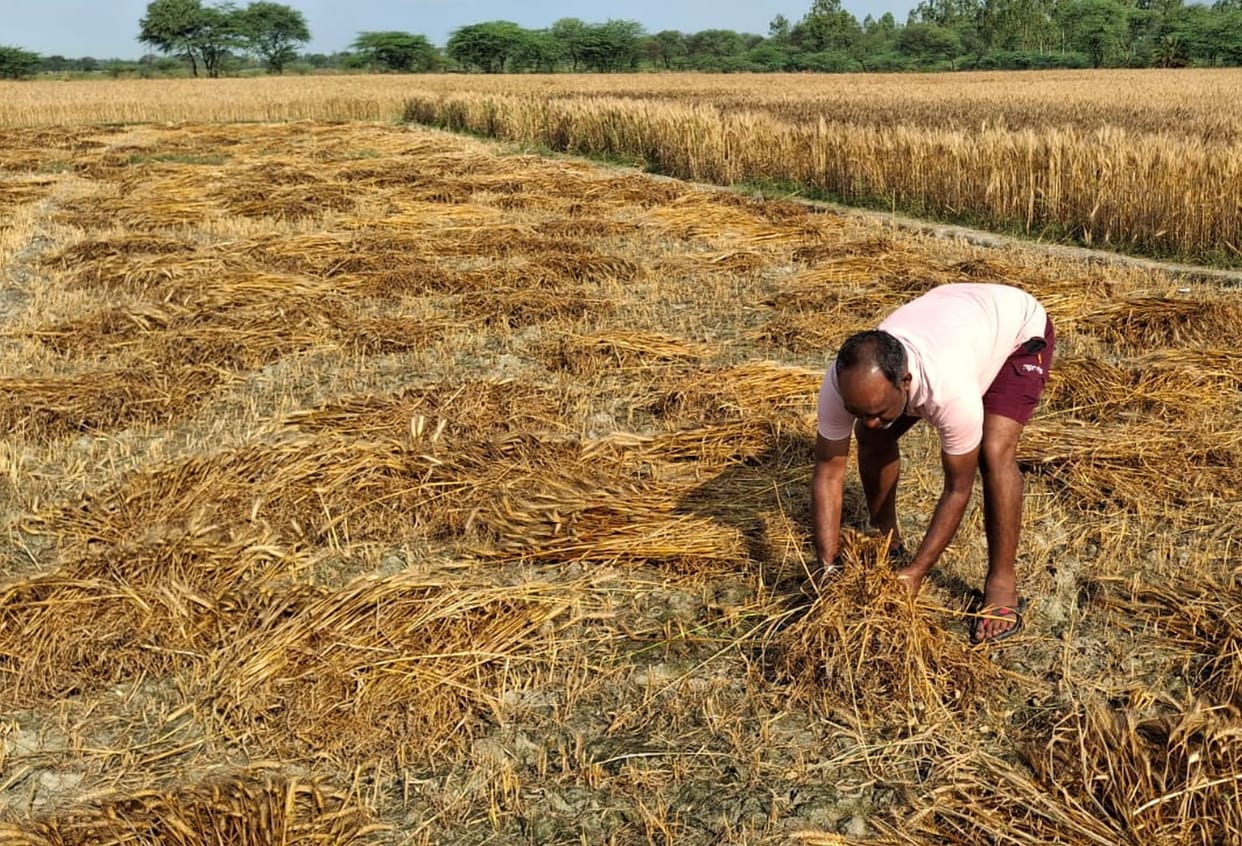 Wheat crop destroyed in the fields due to storm and rain