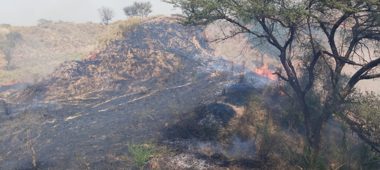 A massive forest fire destroyed 50 bigha of land.