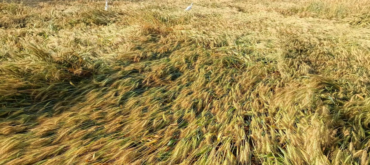 Wheat Harvest Disrupted by Storms and Rain; Power Supply Also Cut Off
