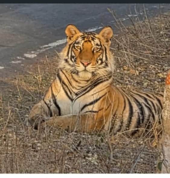 फोटो न-02सीकेटीपी 08 मझगवां क्षेत्र के डेगरहट गांव के पास सड़क  किनारे बैठा बाघ। संवाद