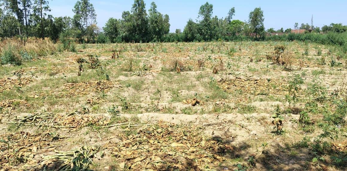 फोटो02सिढ़पुरा में खेत में कटी पड़ी तंबाकू की फसल। संवाद