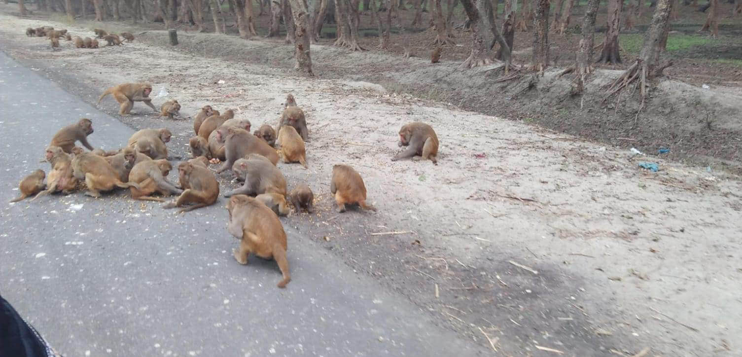 गढ़ नगर में सड़क किनारे बैठा बंदरों का झुंड। संवाद