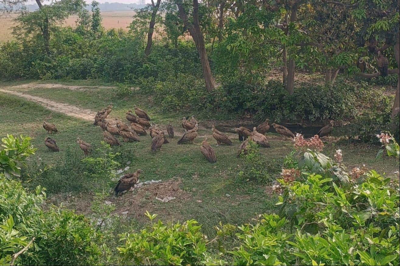 हरिहरपुररानी गांव के पास बैठा गिद्धों का झुंड