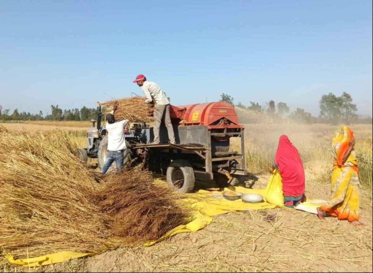 इकौना के महदेईया गांव में सरसो की मड़ाई करते किसान।