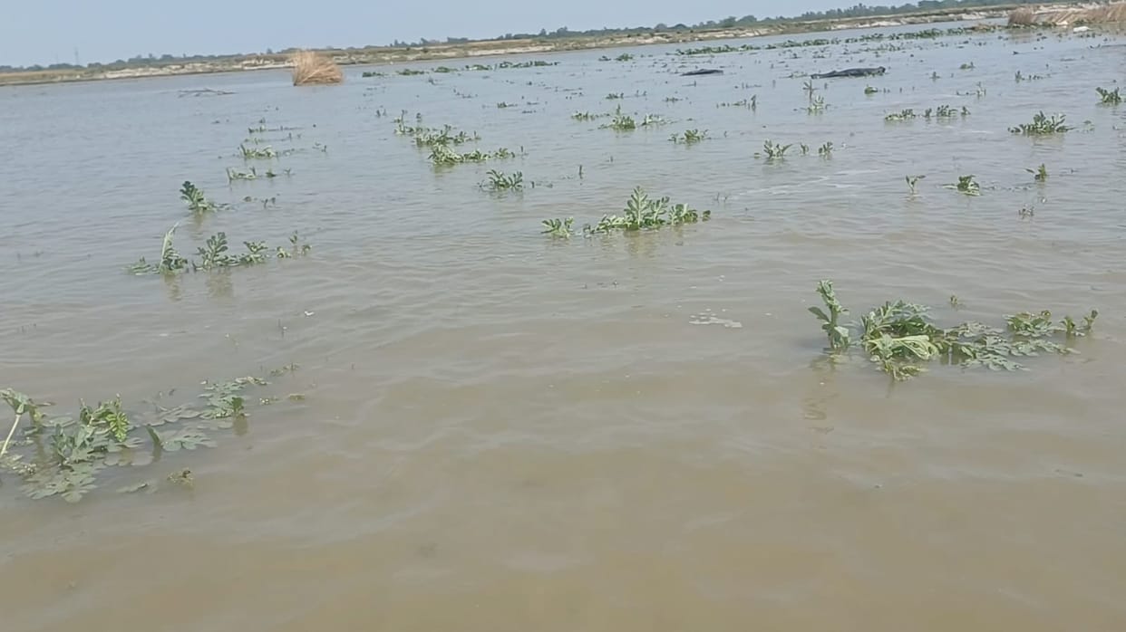 Due to the rising water level of Ganga, crops in the alluvial region were submerged.