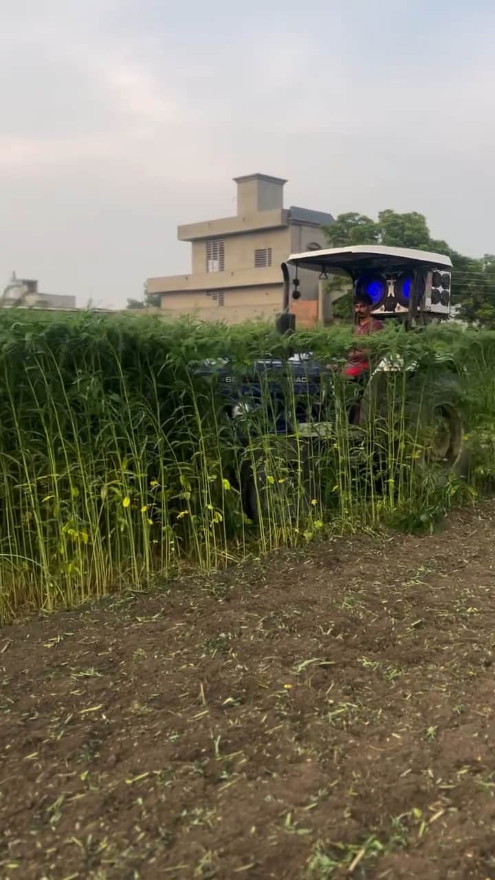 जिले में ढेंचा की फसल को बुवाई करके हरी खाद तैयार करता किसान। फाइल फोटो