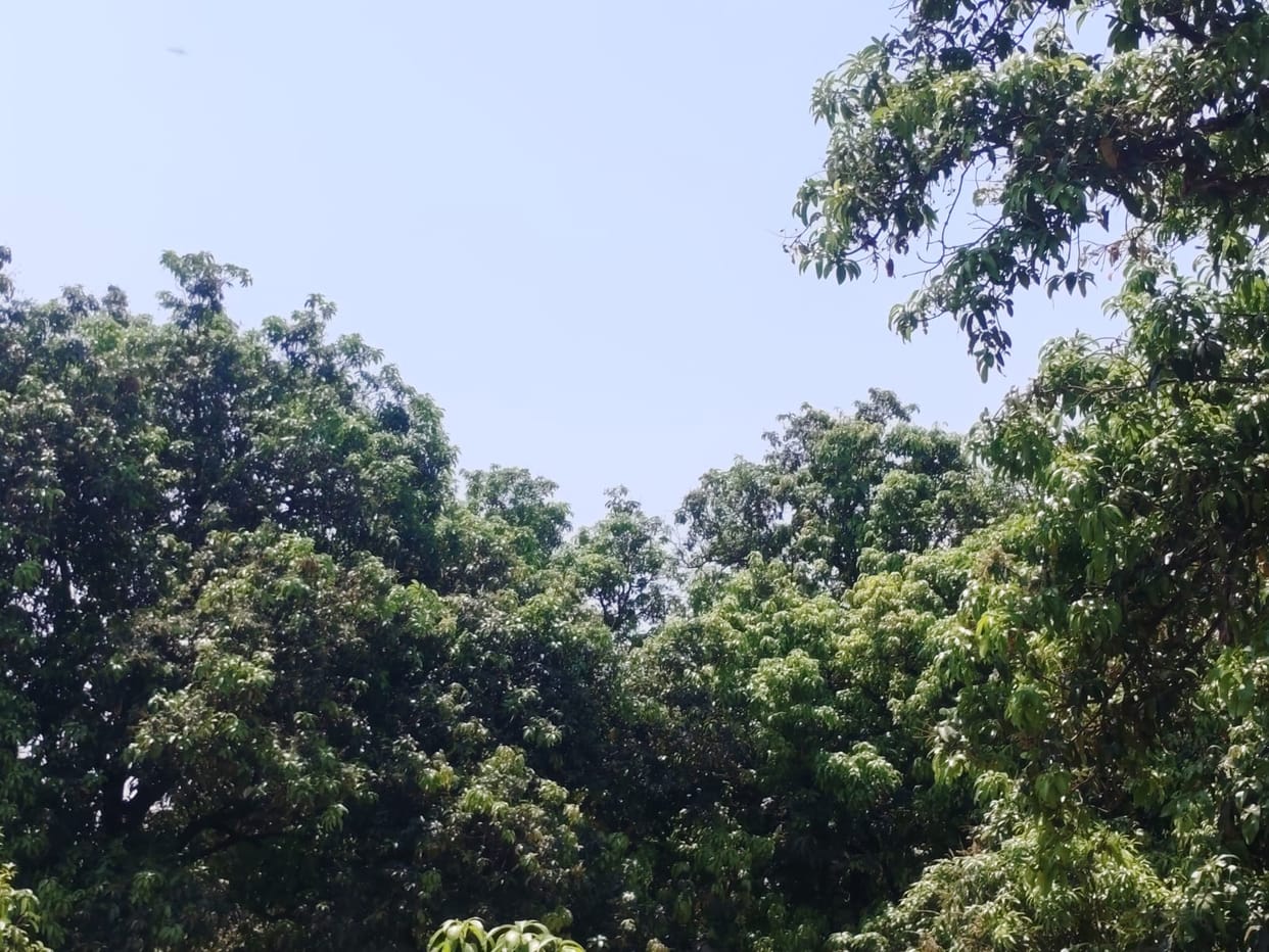 Heavy damage to mango crop due to storm and rain, small fruits fell