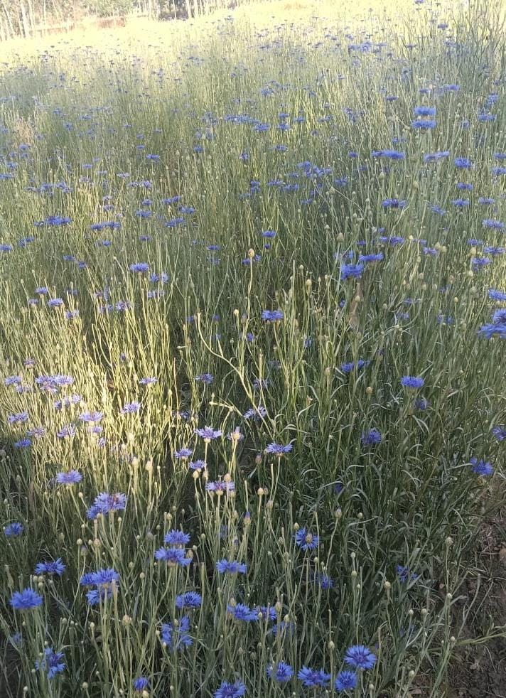 Life improved by natural farming, became an example of success