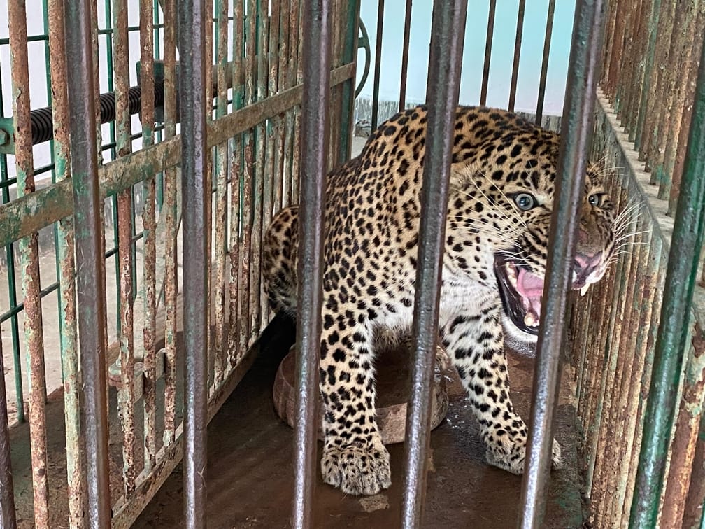Dudhwa leopard turns aggressive in Lucknow zoo