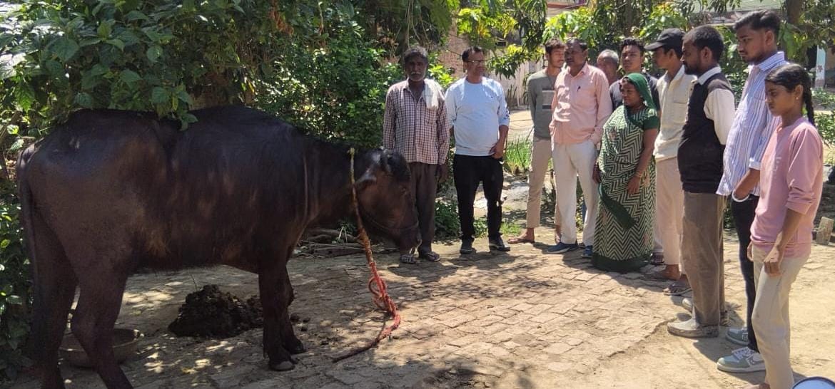 Nine cattle were bitten by a mad dog in Majhari West, causing panic.