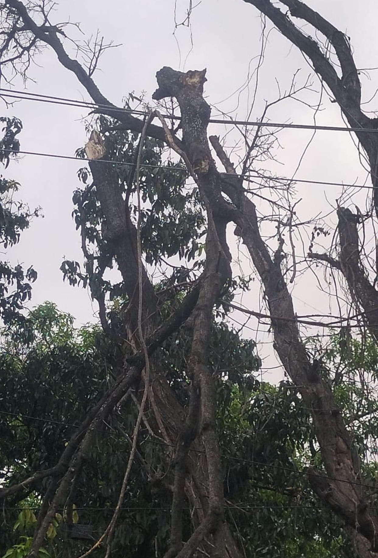 Power was blown away in the storm, crops were drenched by rain