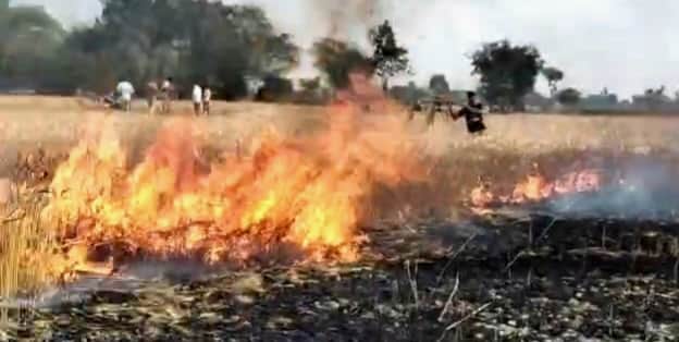 पेल्हनी गांव के सिवान मे लगी आग से जलती गेहूं की फसल-संवाद
