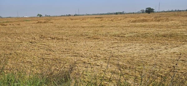 Wheat Ears Turn Black Due to Rains
