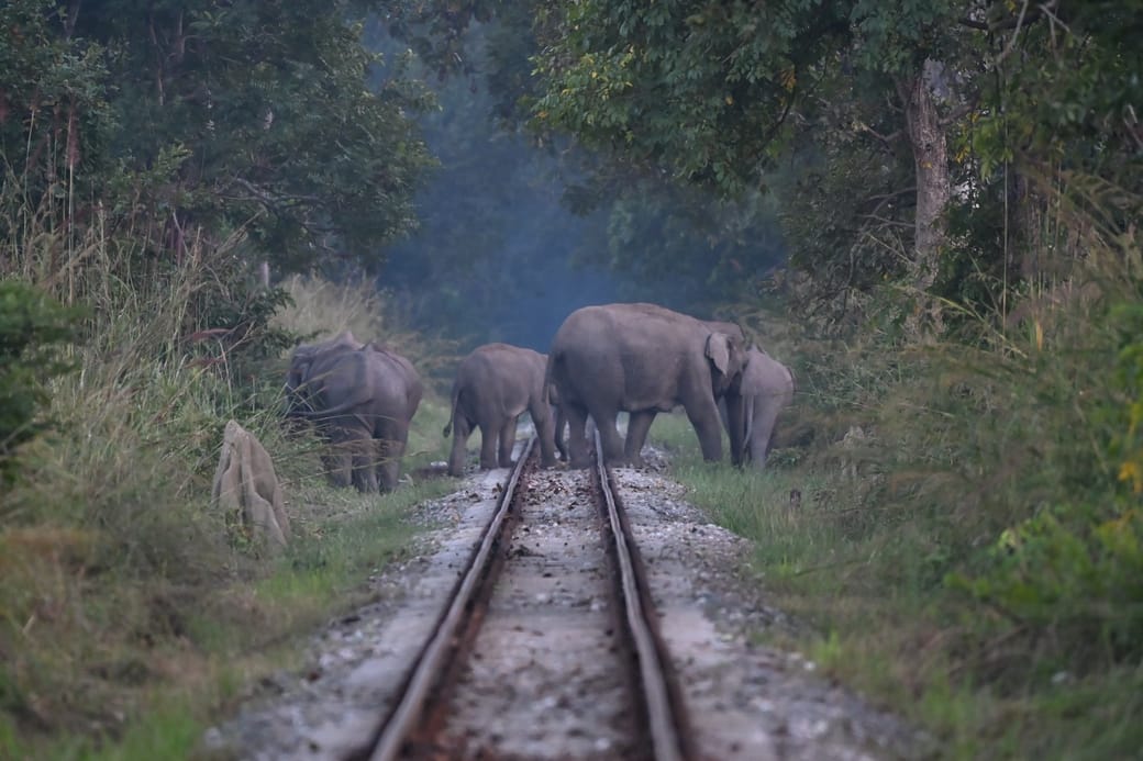 Railway tracks are becoming a threat to wildlife