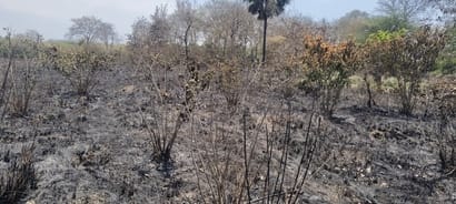A fire broke out in the Vandevi forest, burning trees and plants spread over six bighas.