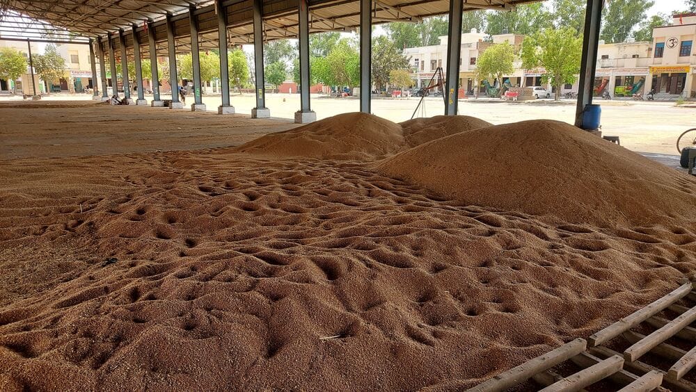Commission agents are already occupying space in the market by spreading out wheat.