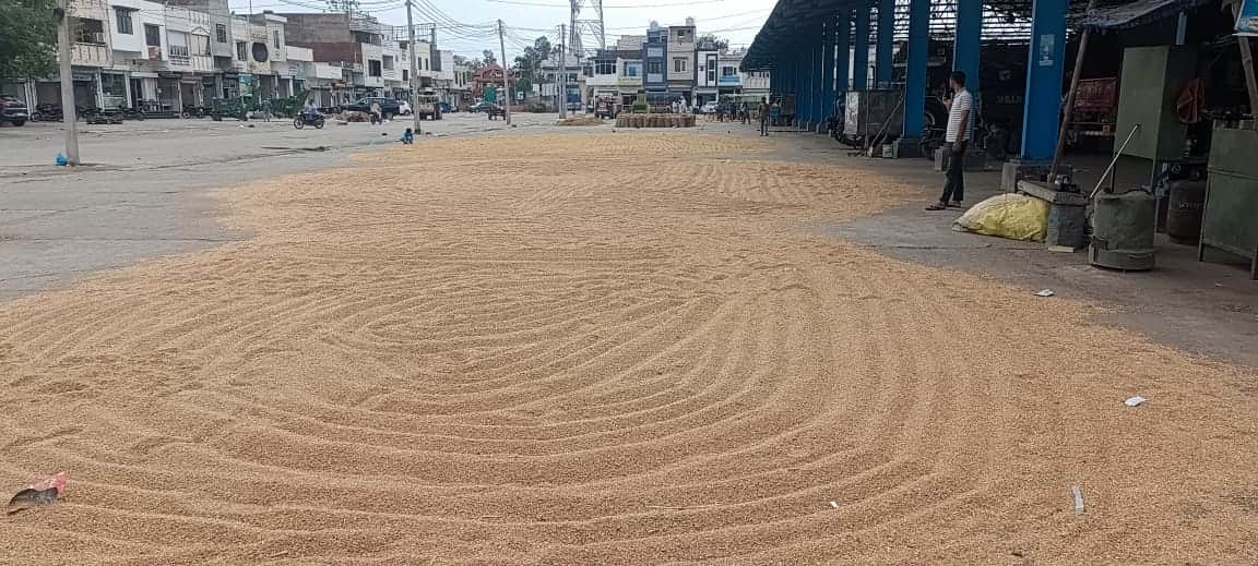 37 कैथल में नई अनाज मंडी में सुखने के लिए फैलाई गई गेहूं    संवाद 
