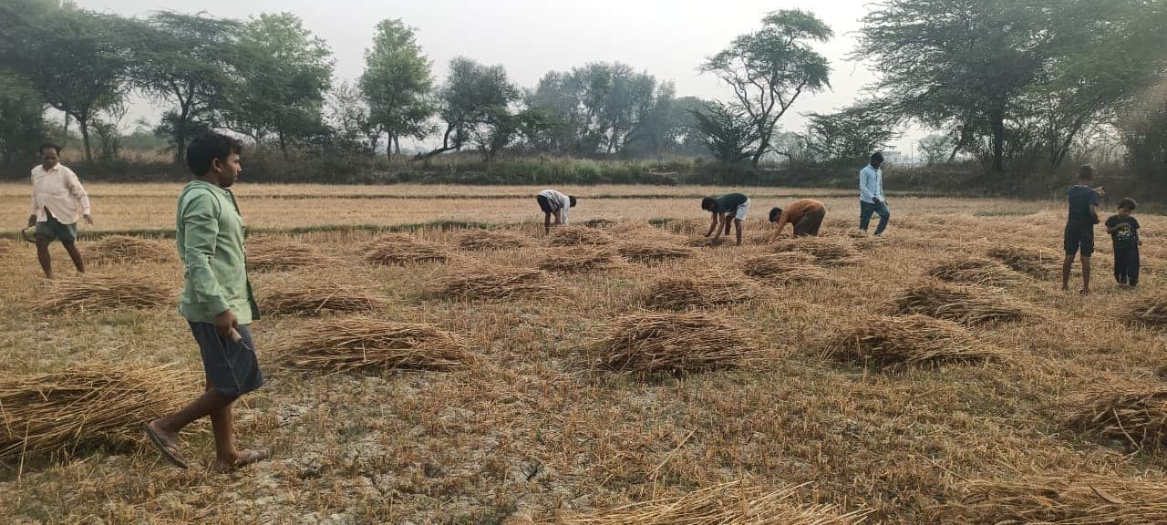 अभोली में गेहूं कटाई के बाद बोझ बांधने में जुटे किसान। संवाद