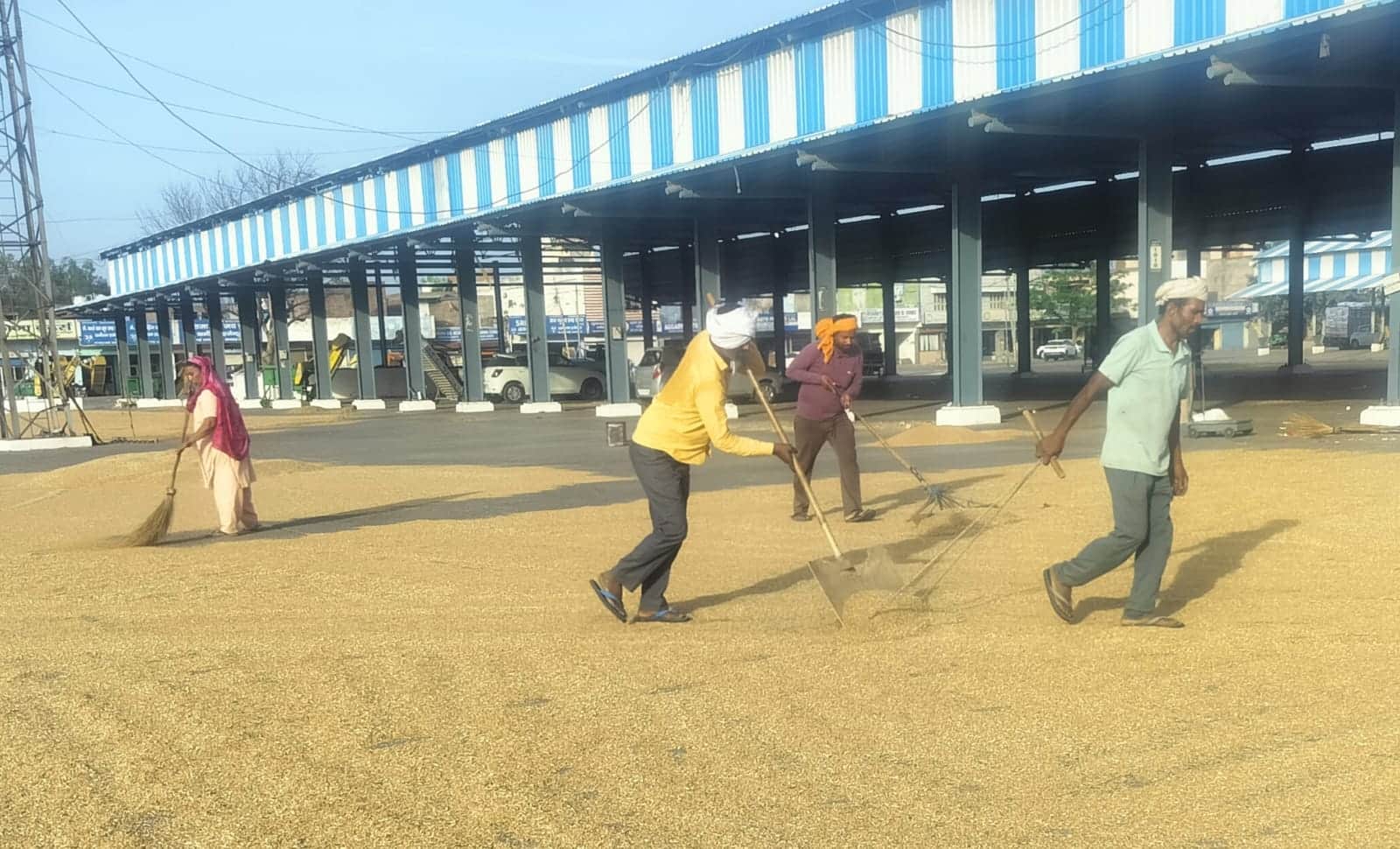 अंबाला सिटी की अनाज मंडी में नमी के कारण गेहूं सुखा रहे पल्लेदार। संवाद