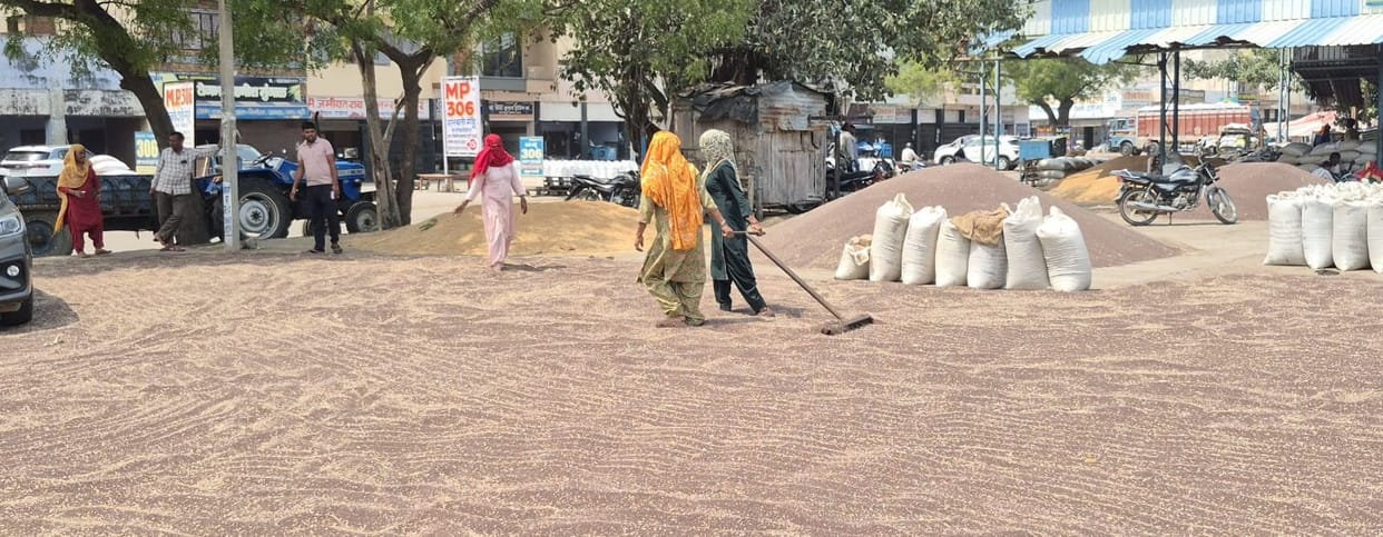 Excessive moisture in crops stalled government procurement