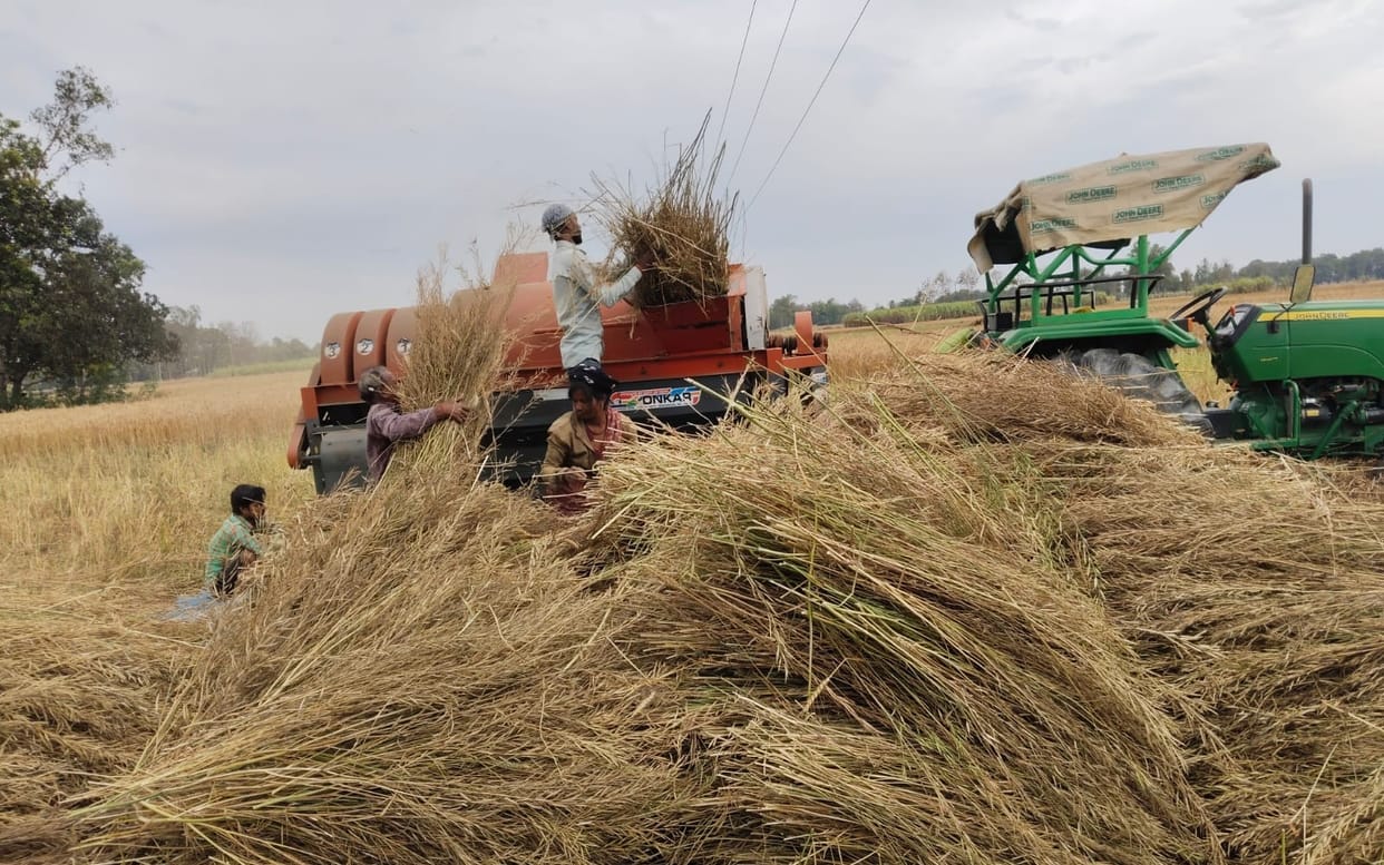 Clouds looming before the harvest, farmers worried about the possibility of rain