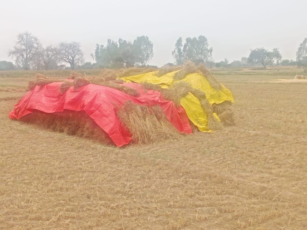 Farmers worried due to unseasonal rain and hailstorm, busy in saving crops