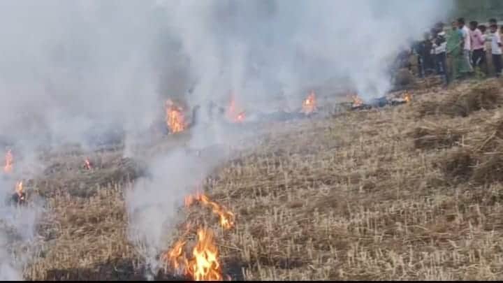 फोटो-26 आग से जली गेहूं की फसल। संवाद