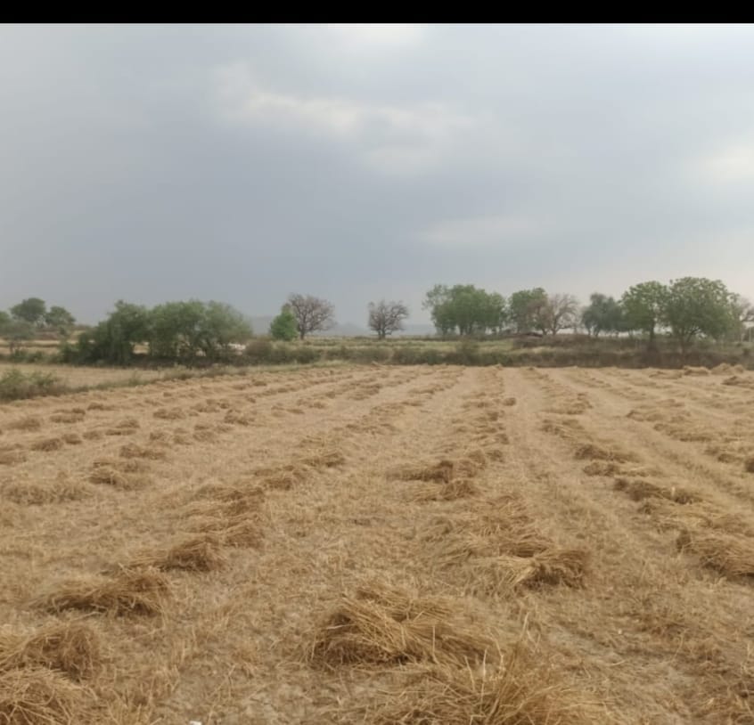 Strong winds blew away straw and crops, and rain also soaked them.