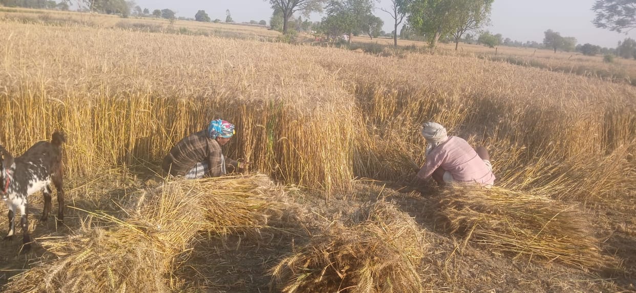 Bad weather has disturbed the sleep of farmers