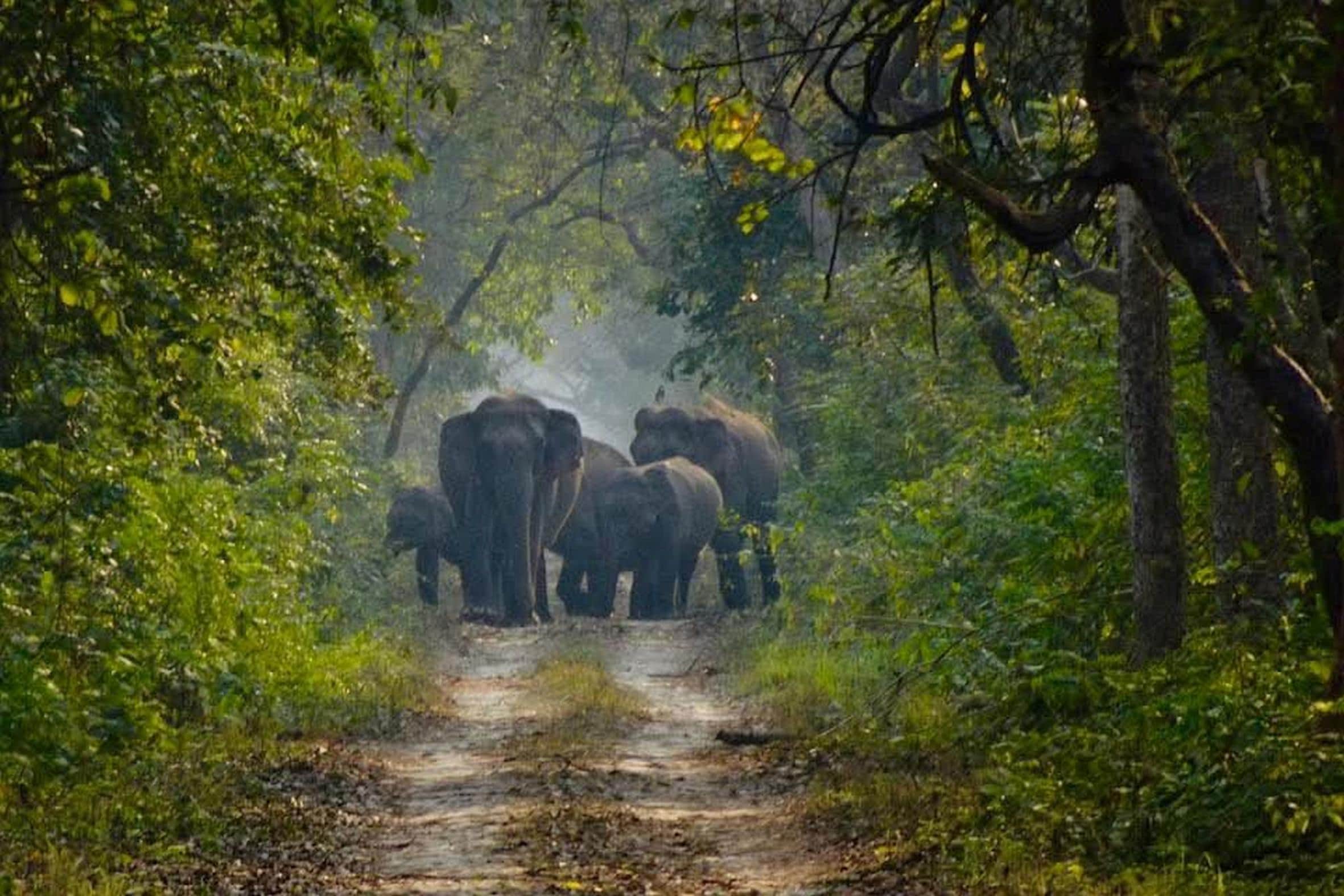 कतर्नियाघाट वनक्षेत्र में हाथियों का झुंड।  (फाइल फोटो)