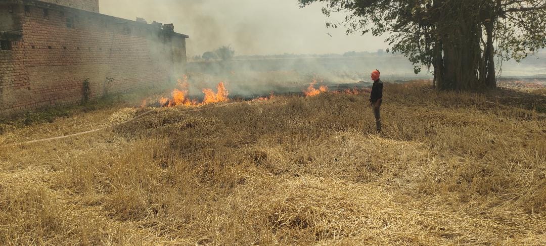 10 acres of wheat crop burnt to ashes due to fire caused by short circuit
