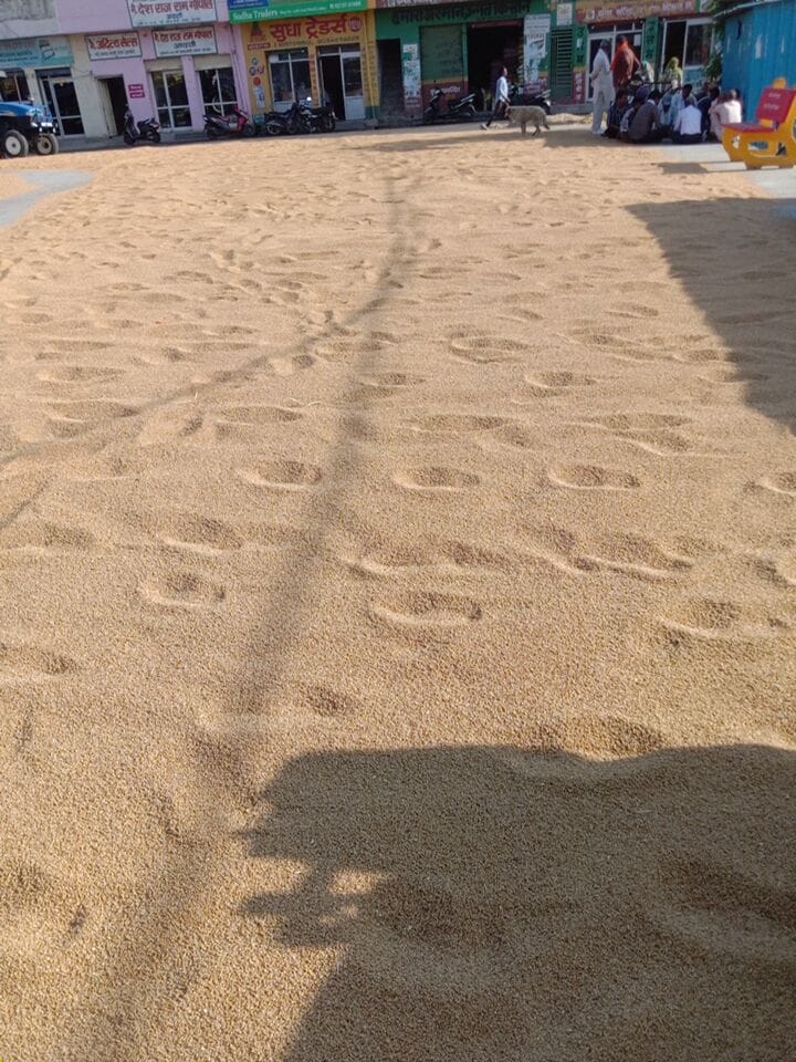 Six piles of wheat arrived at the grain market, but were not purchased even on the second day.