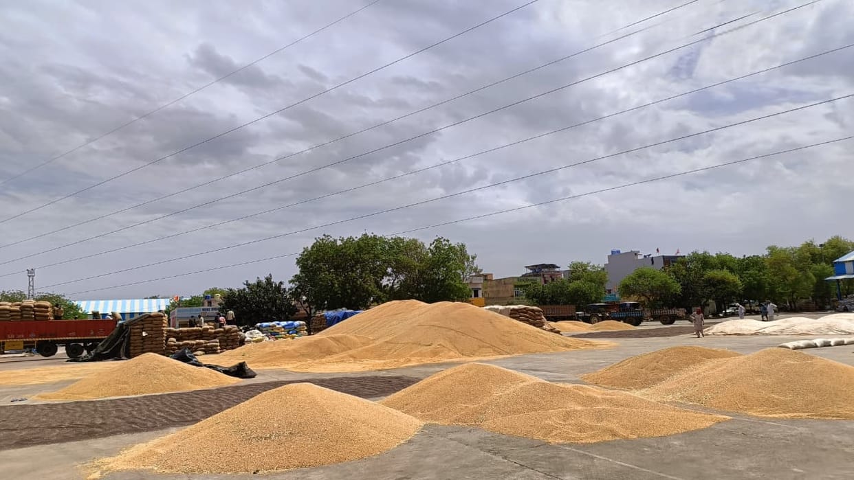 Handling agent appointed in new grain market, now government procurement of mustard will pick up pace