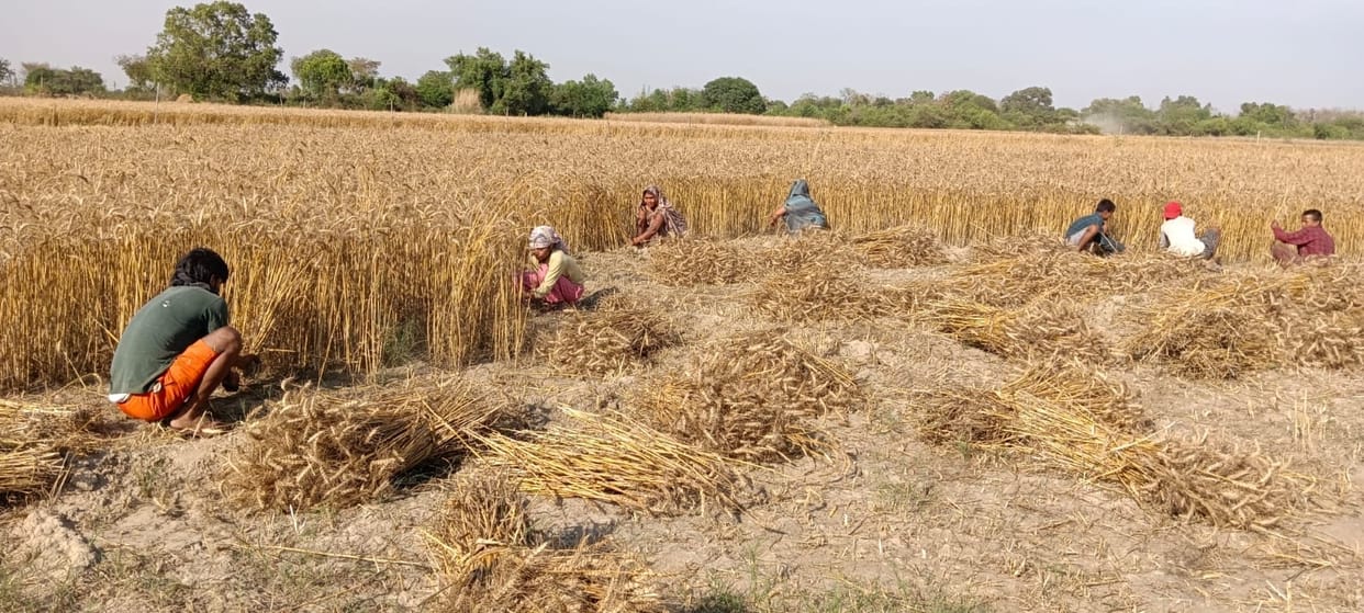 Clouds loom, farmers panic, worried about their crops