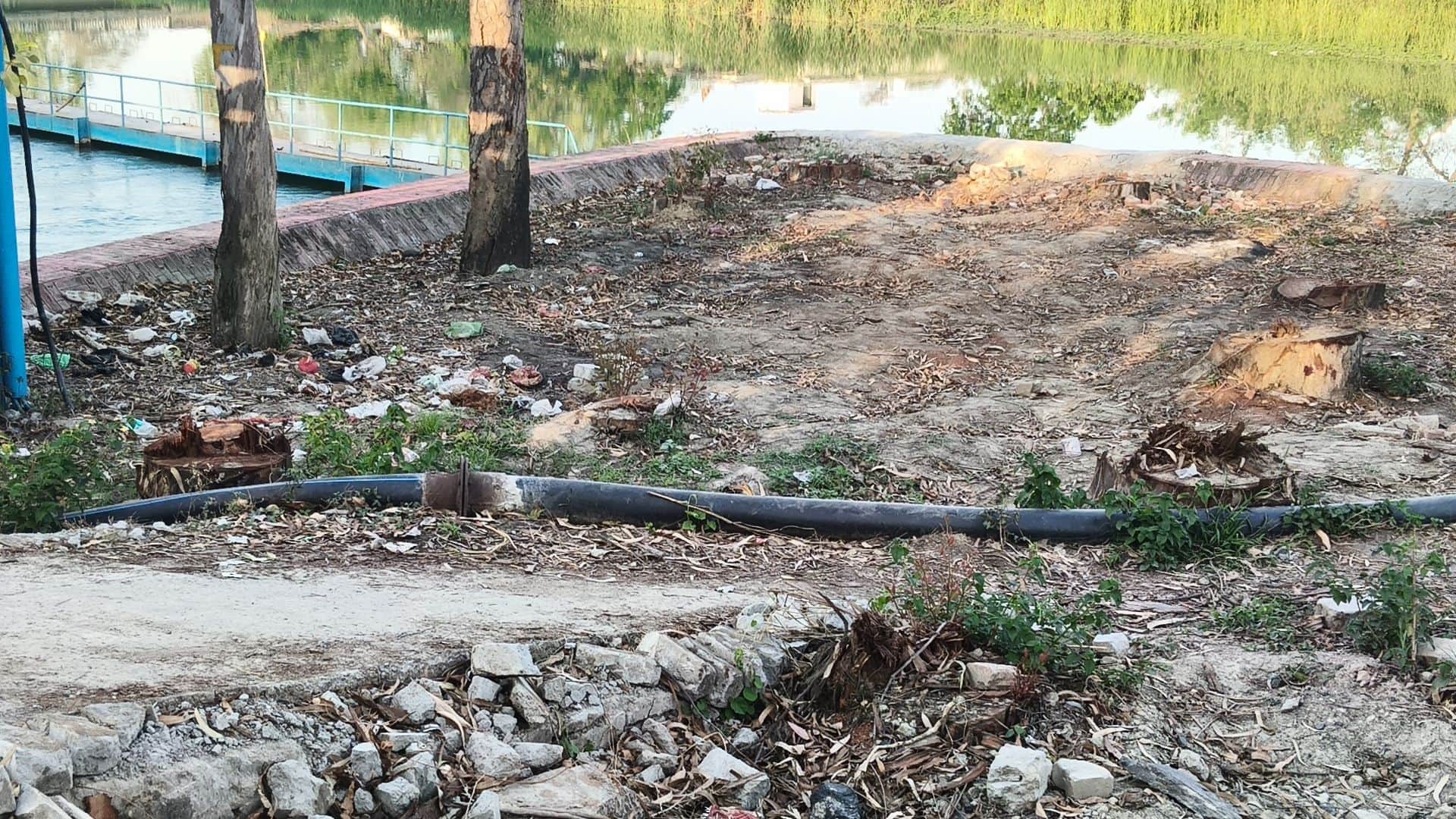 ऊंचाहार के मनीरामपुर स्थित टेल के पास काटे गए पेड़।